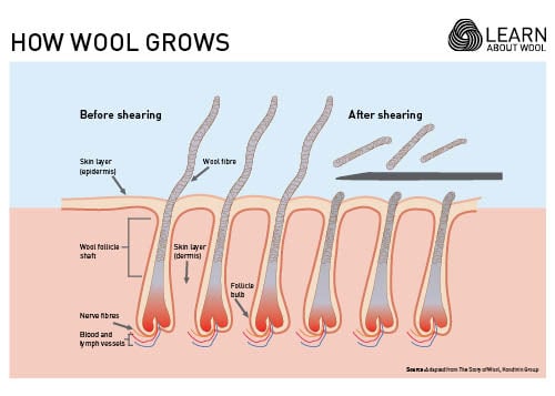 How wool grows